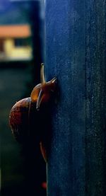 Close-up of old rusty metal door