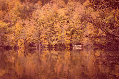 Scenic view of lake in forest during autumn