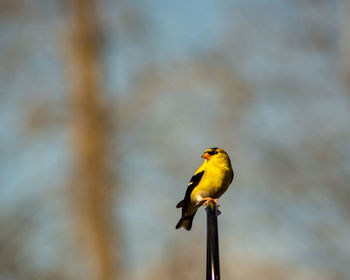 Close-up of bird perching on a pole