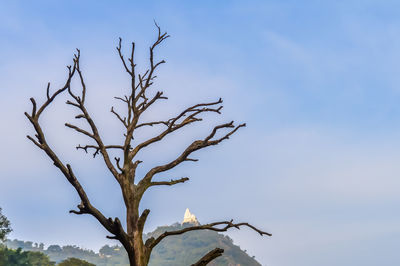 Low angle view of bare tree against sky