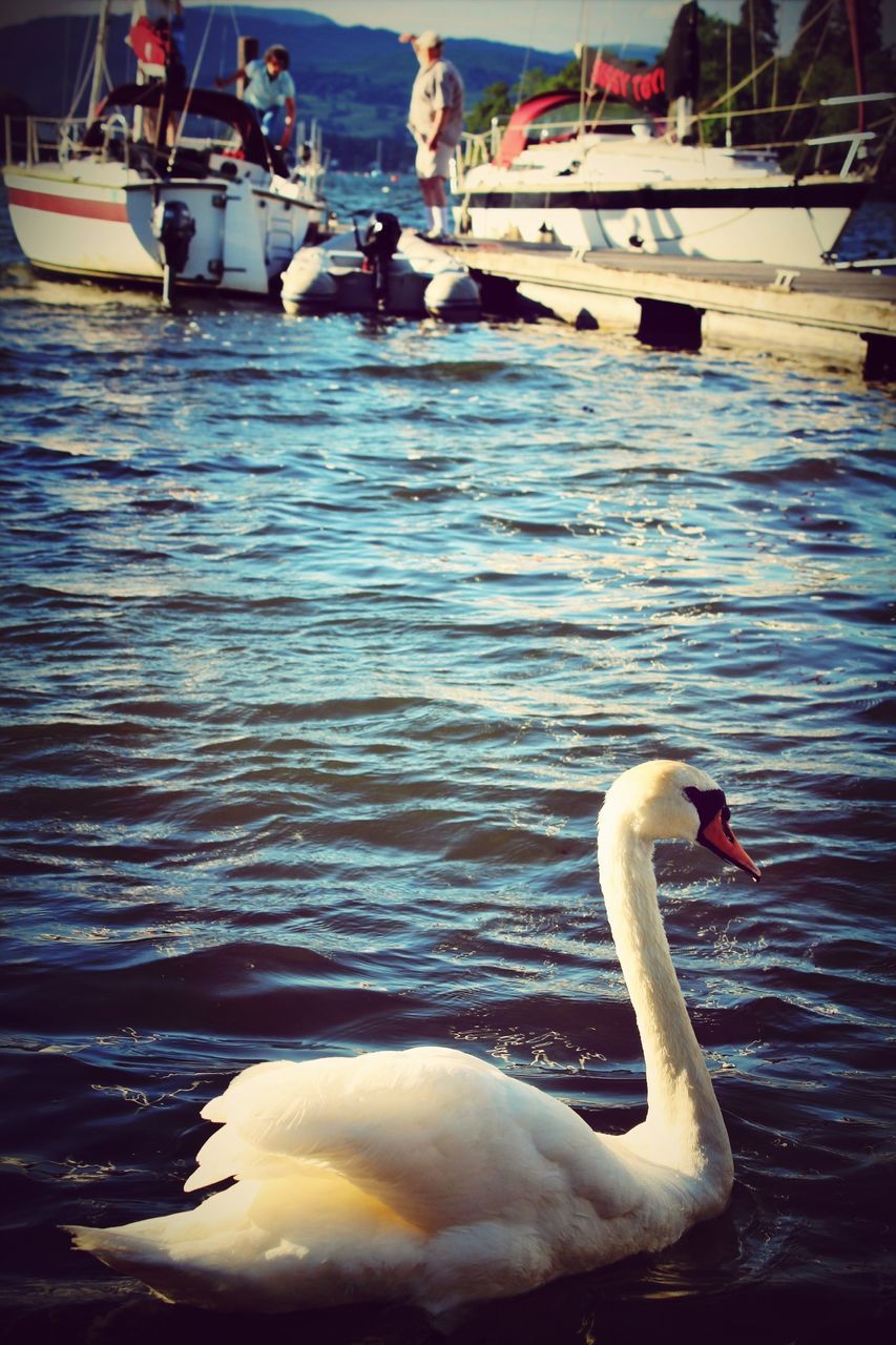 water, bird, swimming, swan, waterfront, animal themes, animals in the wild, rippled, wildlife, lake, duck, water bird, nature, outdoors, reflection, day, white color, sea, two animals, floating on water