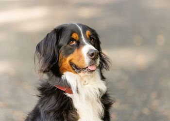 Close-up of dog