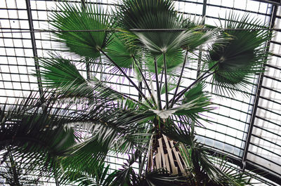 Close-up of plant in greenhouse