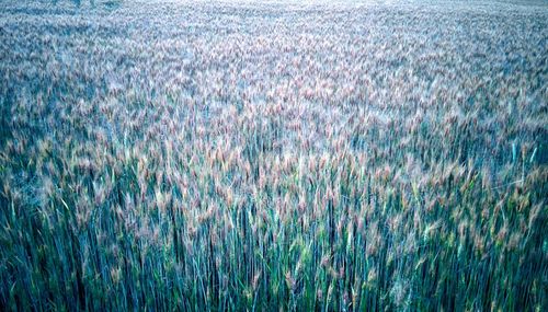 Full frame shot of crops growing on field