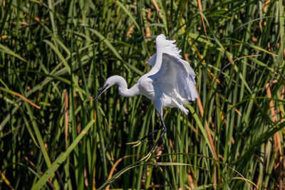 White bird flying in a sunlight