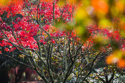 Low angle view of trees