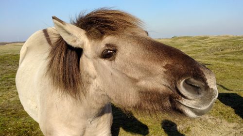 Close-up of a horse on field