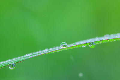 Close-up of raindrops on green leaves