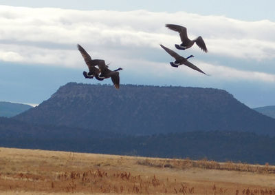 Low angle view of birds flying against sky