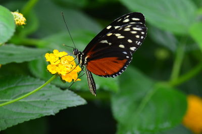 Close-up of butterfly on flower