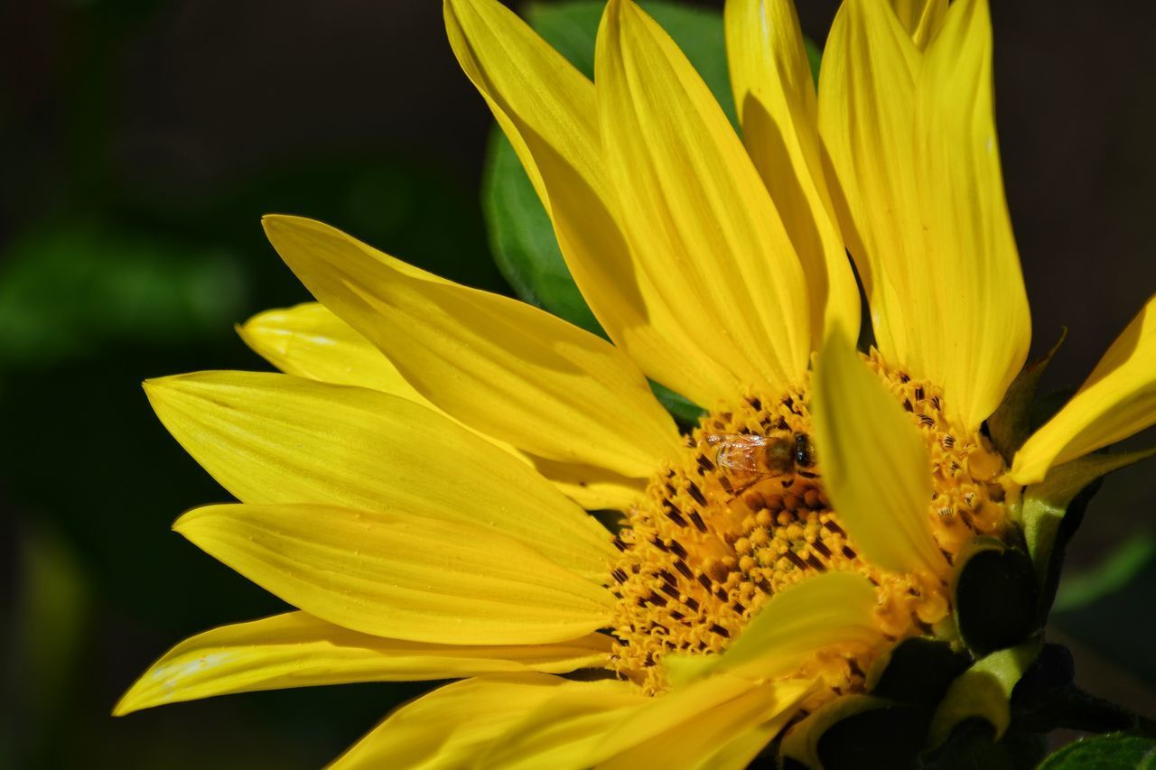 CLOSE-UP OF YELLOW INSECT ON PLANT