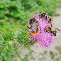 Close-up of bee pollinating on purple flower