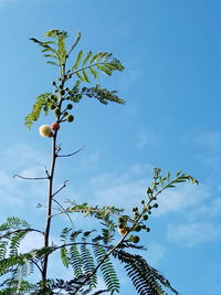 Low angle view of tree against sky