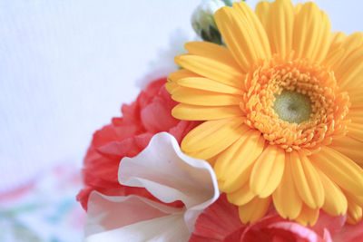 Close-up of yellow daisy flower