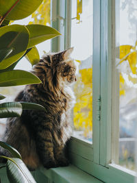 The cat sits on the windowsill and looks out the window. siberian cat.