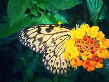 Close-up of butterfly on yellow flower