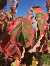 Close-up of leaves on plant