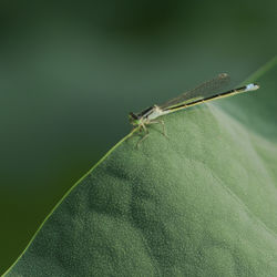 Close-up of grasshopper