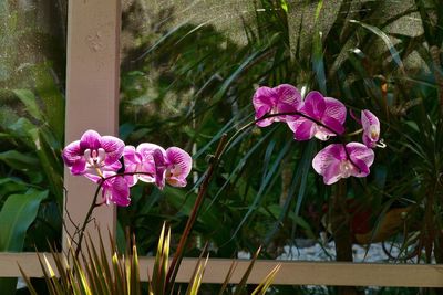 Close-up of pink flowers blooming outdoors