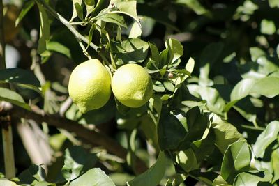 Close-up of fruits on tree / lemon tree 