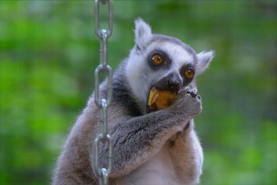Close-up of ring-tailed lemur eating