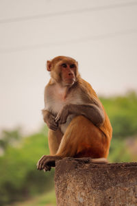 Portrait of monkey sitting on looking away