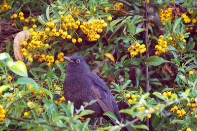 View of bird perching on yellow flower