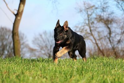 Dog running on field