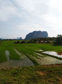 Scenic view of field against sky