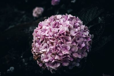 Close-up of pink rose flower