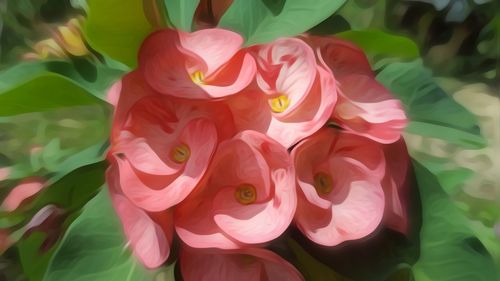 Close-up of pink flowering plants