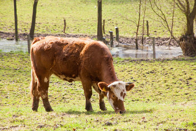 Horses in a field