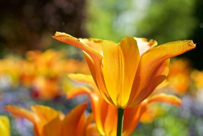 Close-up of yellow flower