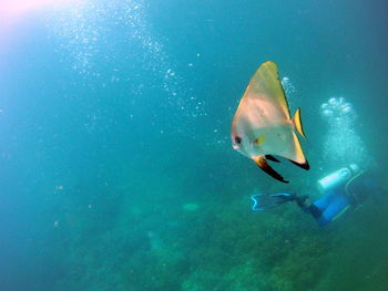 Fish by man swimming undersea