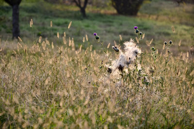 Close-up of flower blooming in field