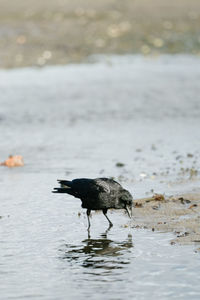 Black bird in a sea