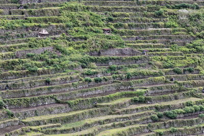 High angle view of agricultural field