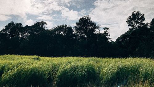 Scenic view of field against sky