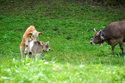 Two dogs on grassy field