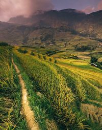 Scenic view of agricultural field against sky