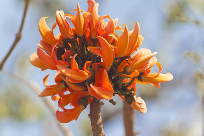 Close-up of orange flowering plant