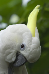 Close-up of sulphur-crested cockatoo preening