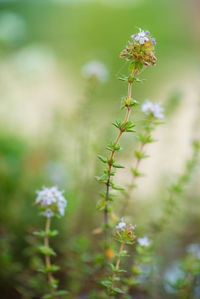 Close-up of plant growing on field