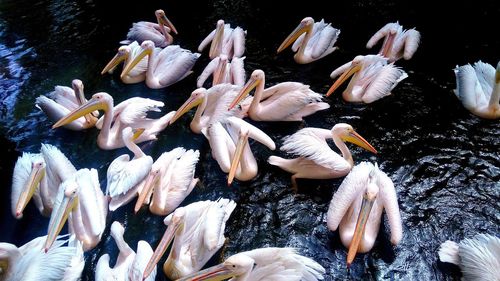 High angle view of birds