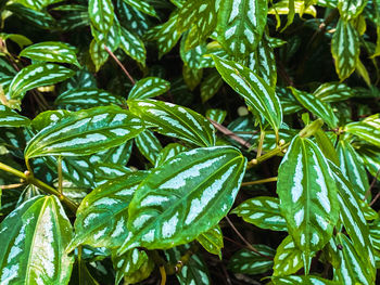 Full frame shot of green leaves