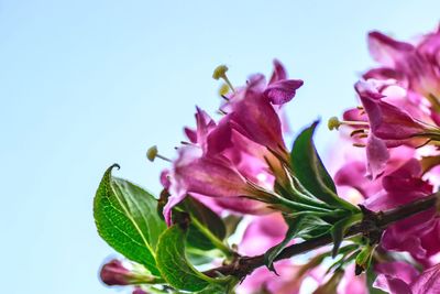 Close-up of pink flowering plant against sky