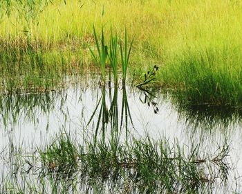 Scenic view of lake