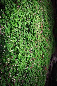 Close-up of green leaves