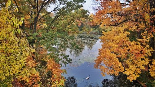 Reflection of trees in water