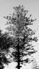 Low angle view of palm tree against clear sky